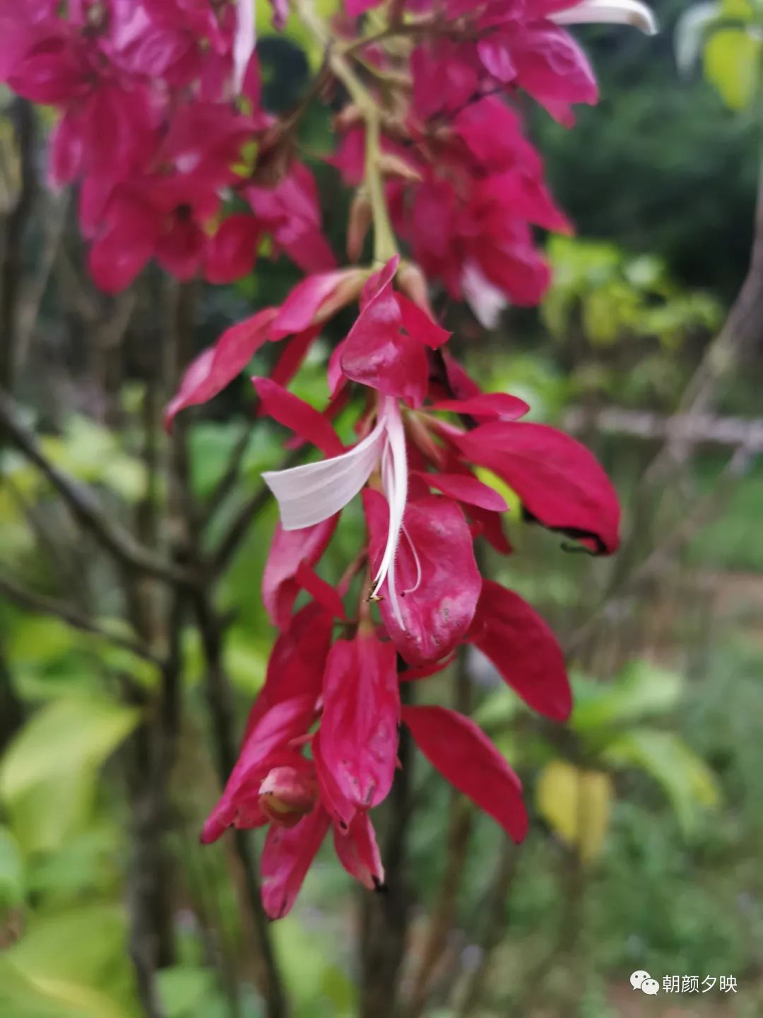 金虎尾花图片