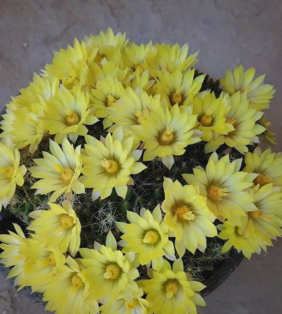 金星仙人球:仙人球中的"花量之星",绚丽花海与迷人香气引众多植物爱好