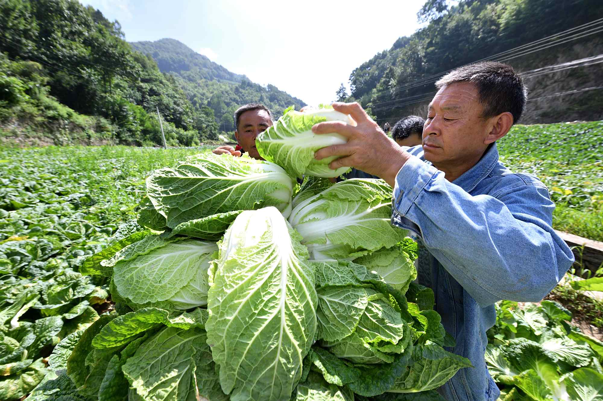 保康大阳坡村:发展高山蔬菜助农民增收