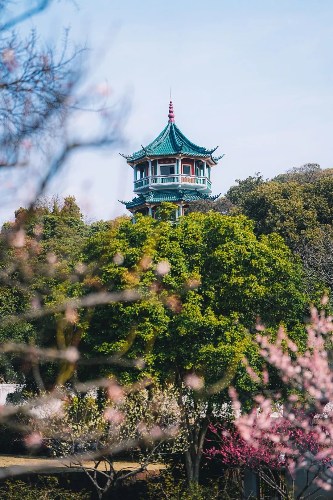 半价梅园景区宣布