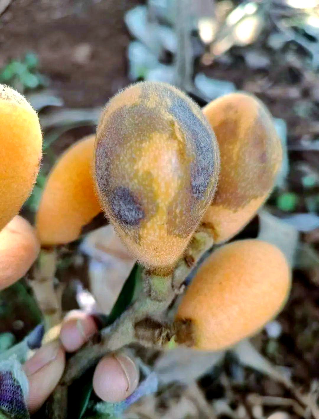 枇杷病虫害防治的关键时期与策略