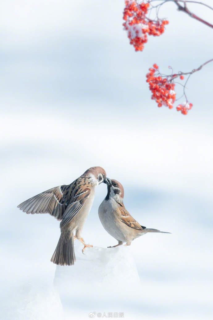 冬日韵味!小鸟雪中嬉戏画面灵动