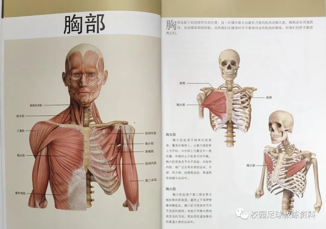解剖学三轴图解图片