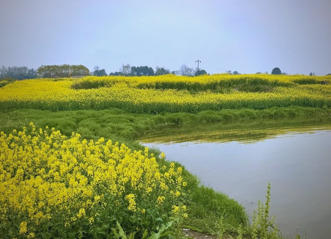 成都周边游:邛崃两河村的油菜花与江南水乡