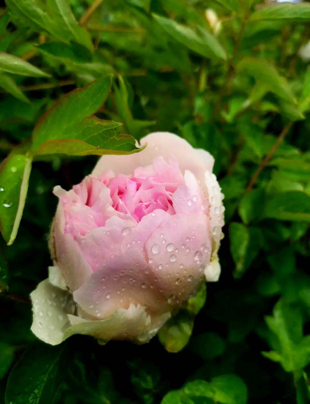 雨后牡丹的盛景与感悟