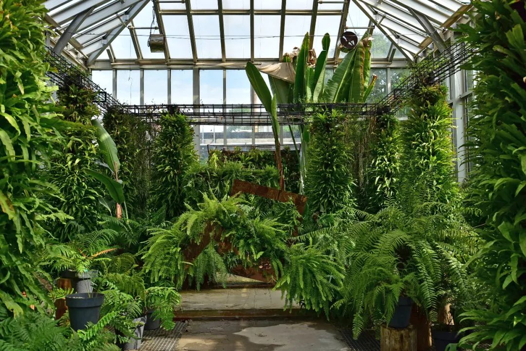 9月1日,上海植物园展览温室再次与你相约