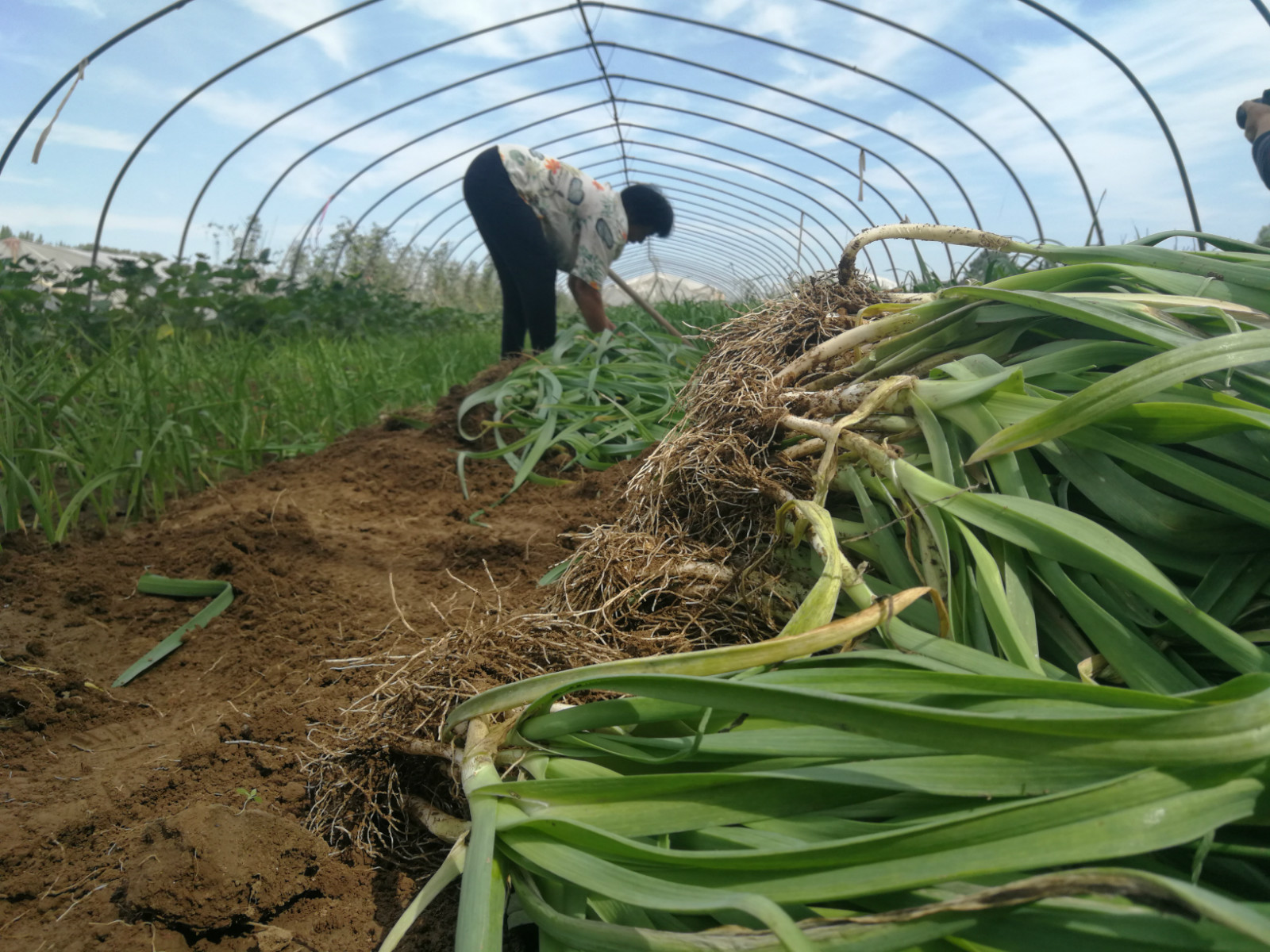 种植大蒜每亩需要多少种子 - 2020年最新商品信息聚合专区 - 百度爱