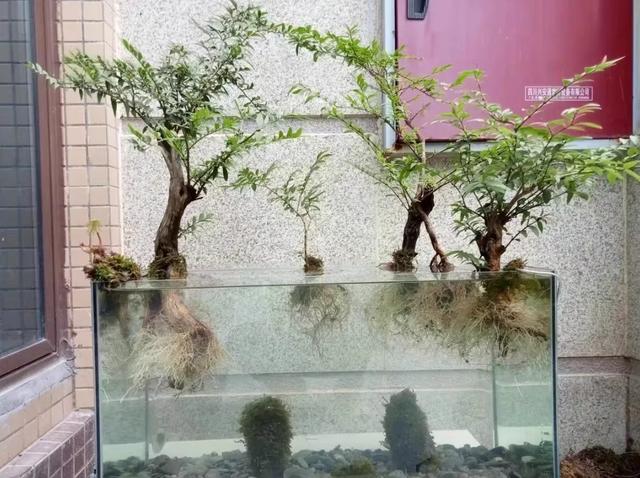 被盆景人忽视的冷门盆景植物水生蓝宝石-蕊帽忍冬