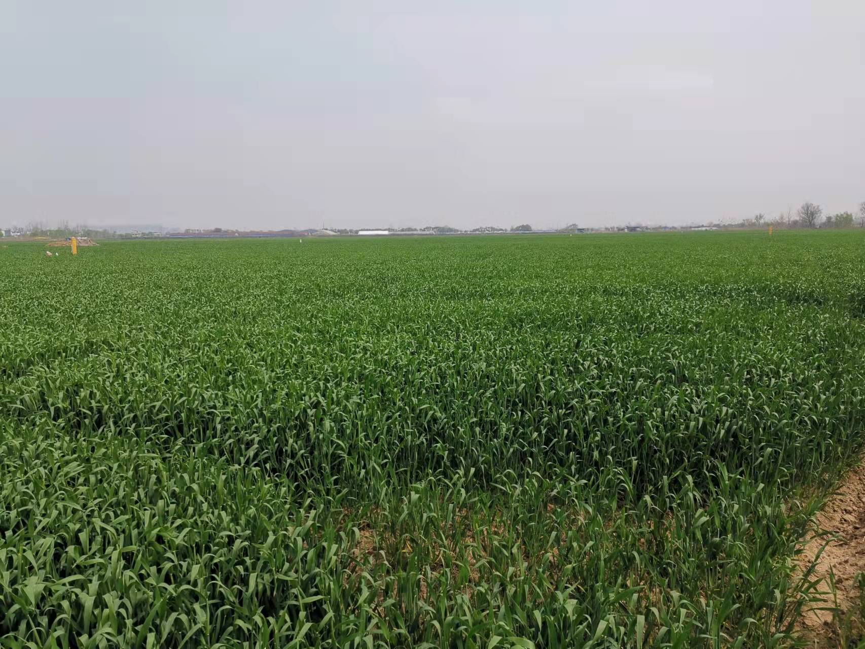 安九公路春日即景