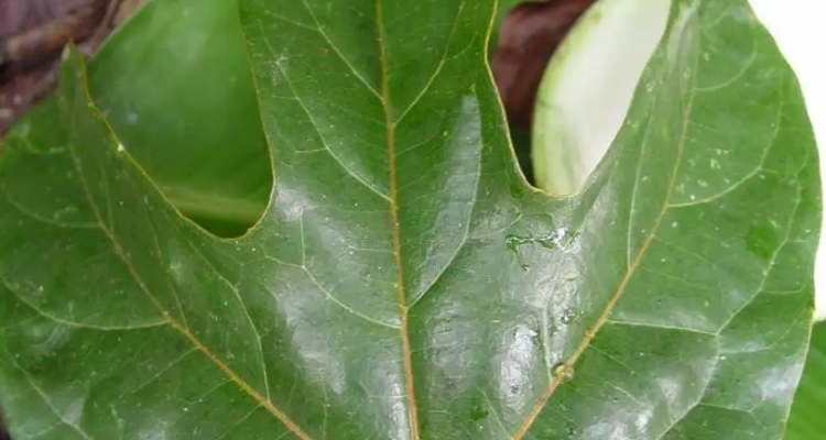 革质叶片的作用是