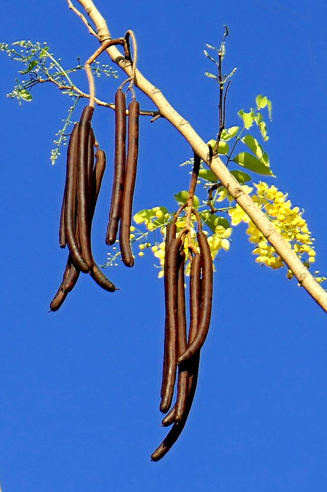 云南施甸腊肠花之美:金色的魅力与惊喜