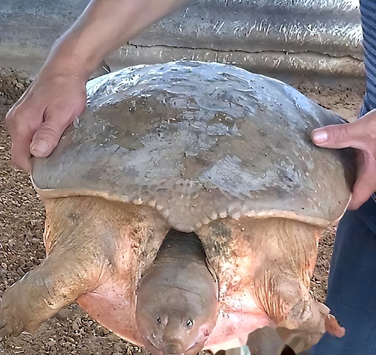 美国珍珠鳖入侵我国16省,黄河或已"失守",我国要如何应对?