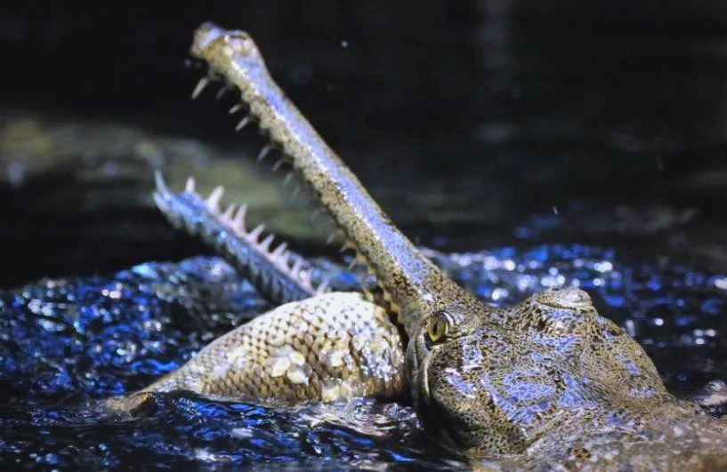 恒河,布拉马普特拉河以及印度河流域等地,是世界上体型较大的鳄鱼之一