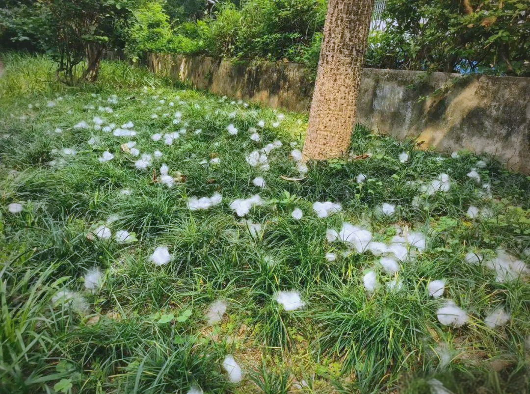 木棉花絮季节,过敏人群防护指南