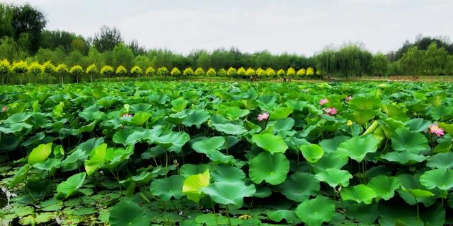 北票大花园 凉水河湿地