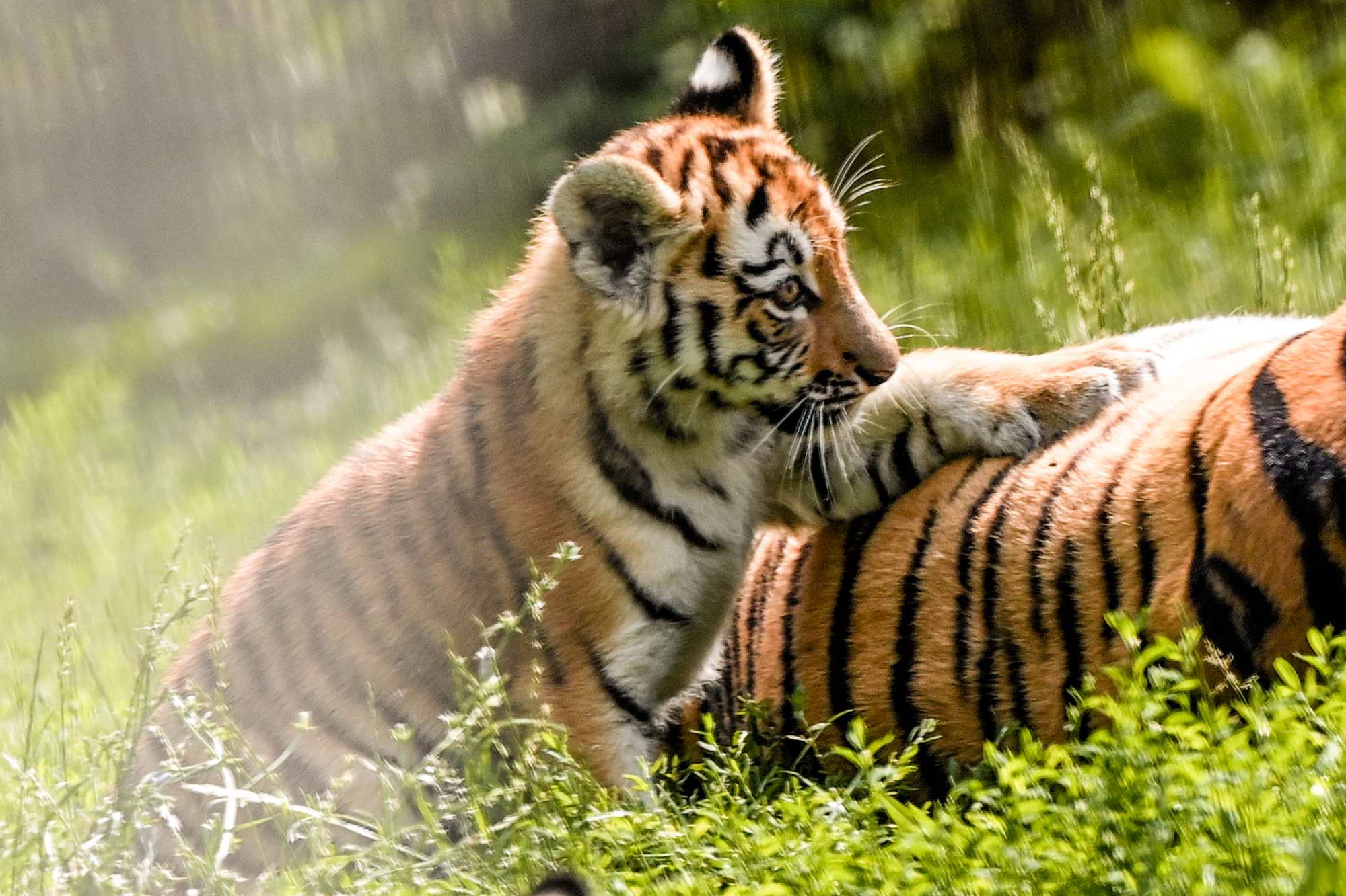 (5)杜伊斯堡动物园的小老虎
