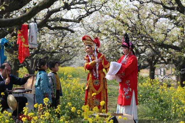 春有约 花不误!今天,中国·丰县第22届梨花节开幕了