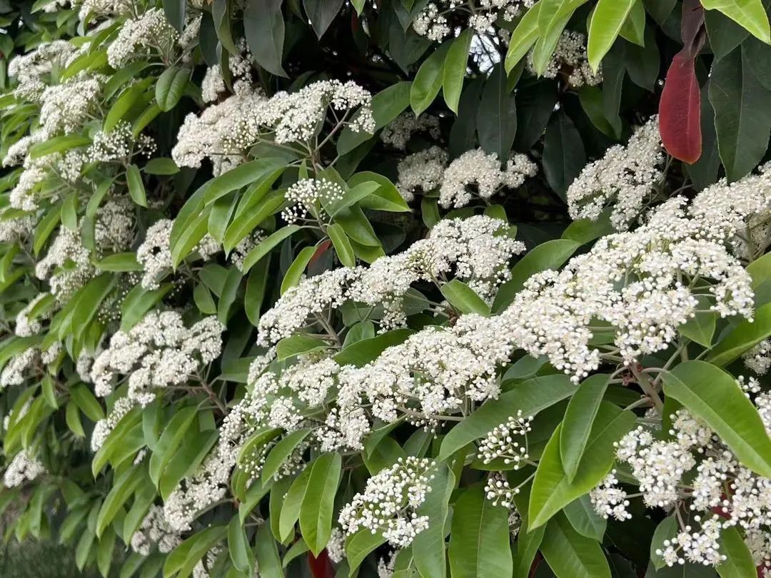 石楠花驾到,通通闪开!