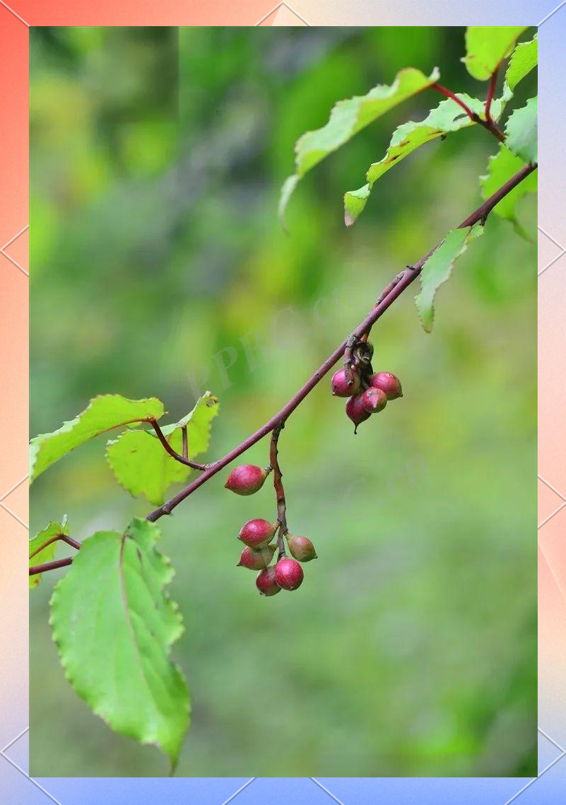 小通草:山上的良药,乳汁不通,小便不利的救星