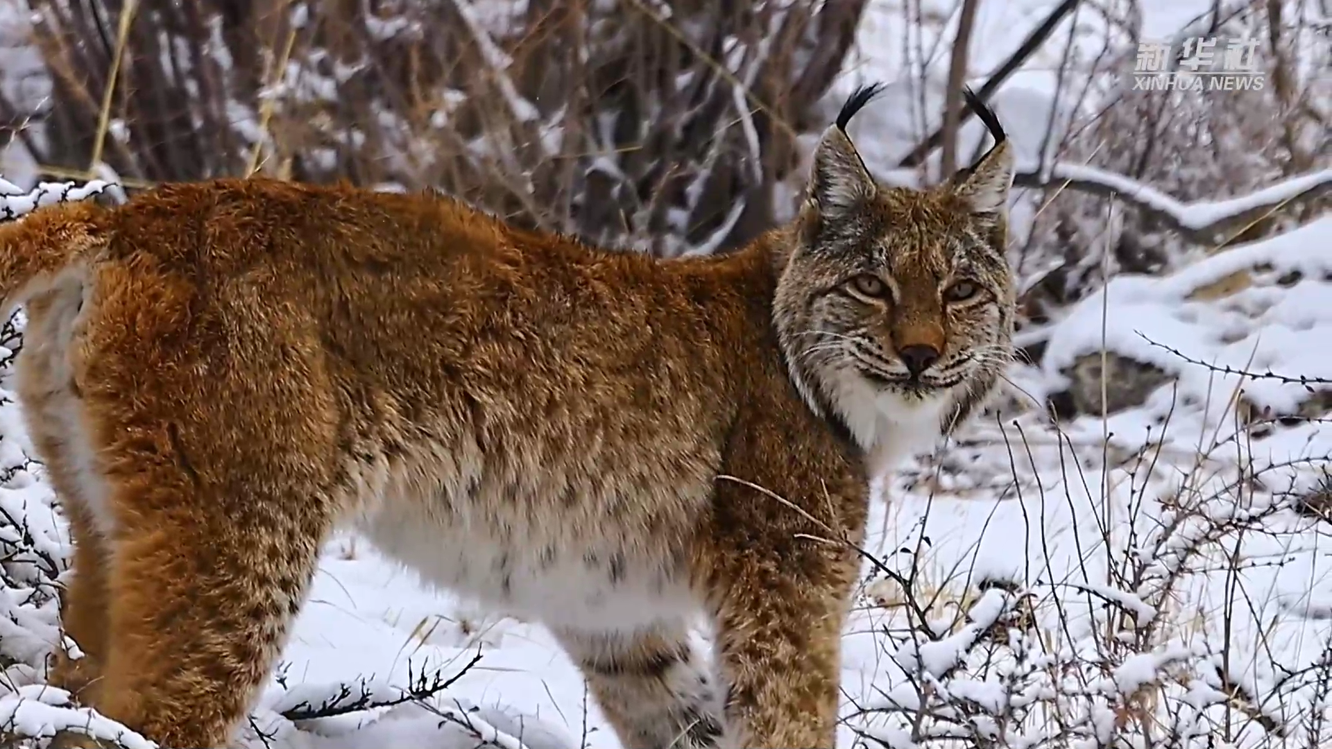 青海玉树:猞猁雪地巡山捕食