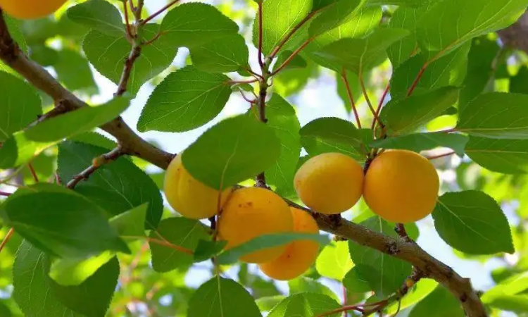 梅子金黄杏子肥是什么季节的?
