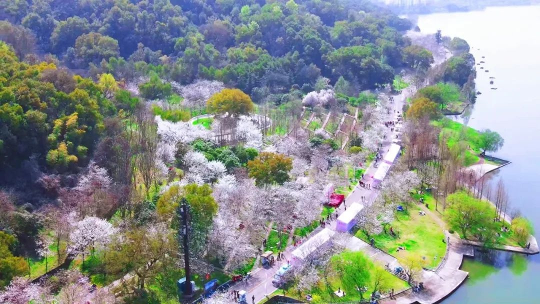 团城山公园樱花树下,来了一群小朋友