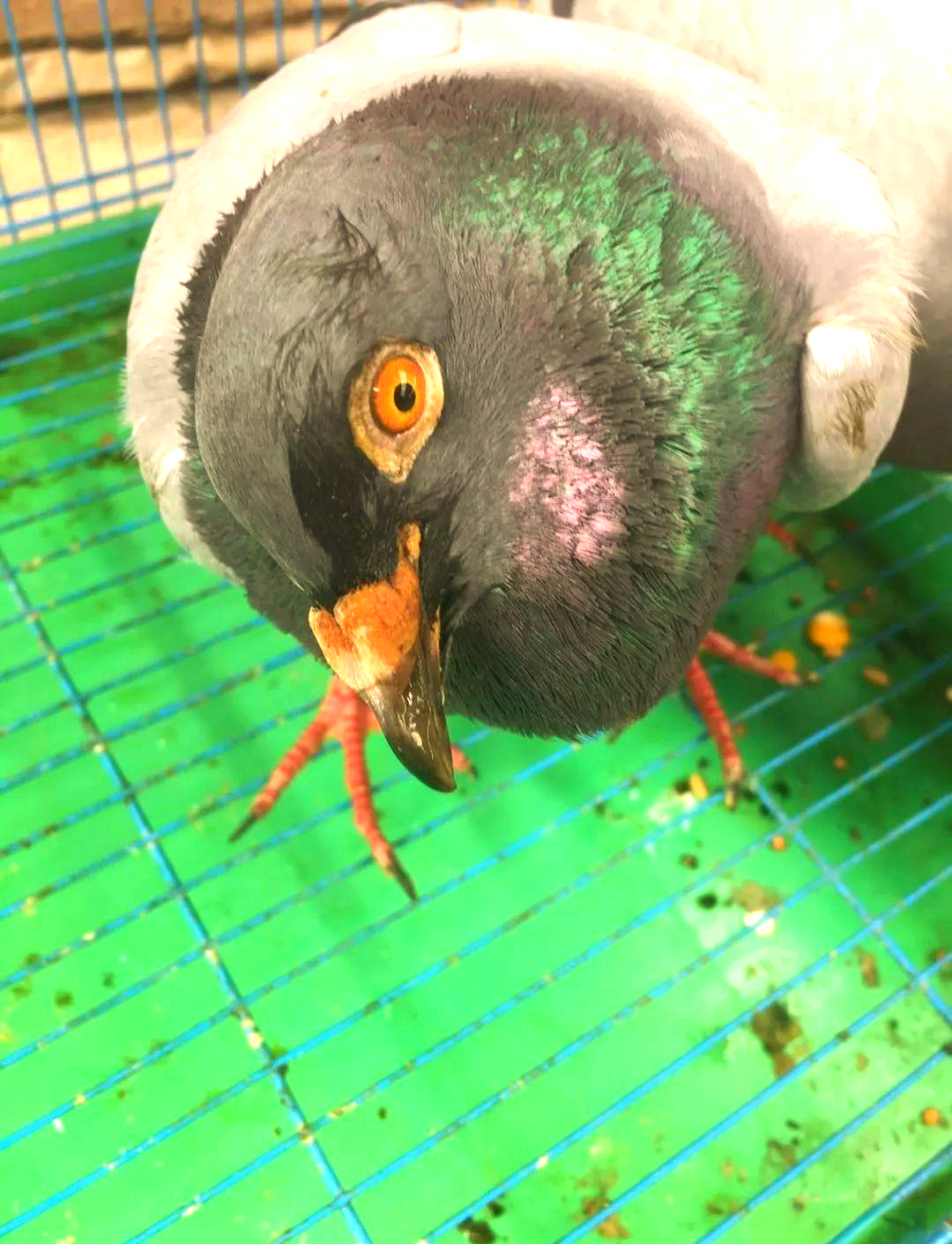 歪脖症并非单一病症,而是赛鸽在患病后,因病毒细菌侵袭脑膜神经所引发
