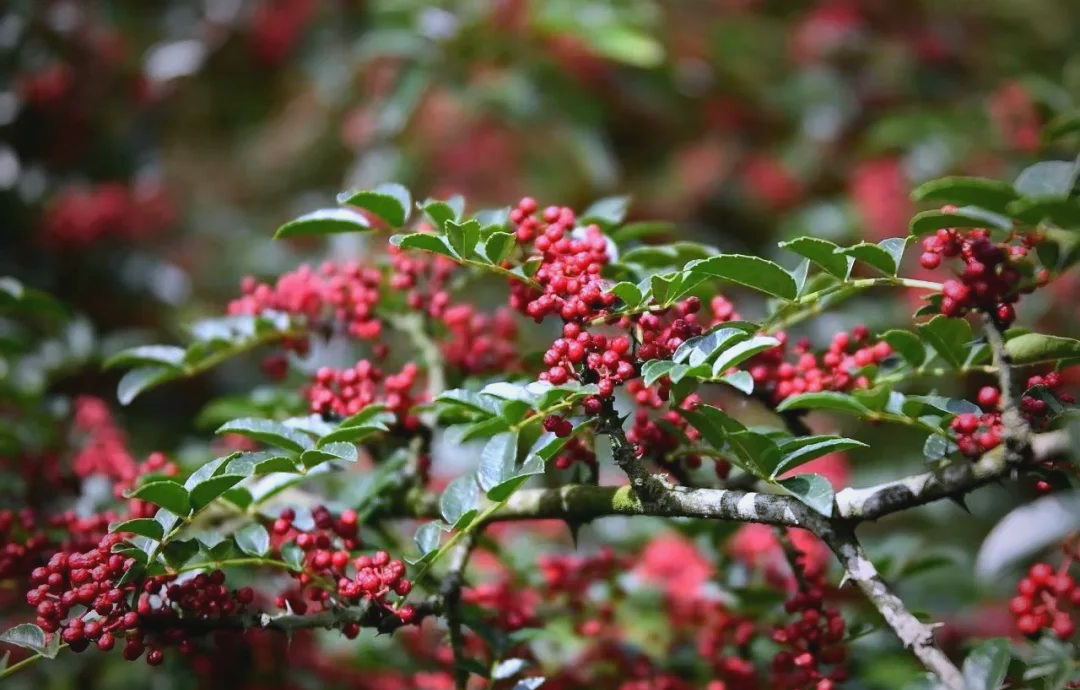 盛夏七月,武都区迎来花椒丰收季