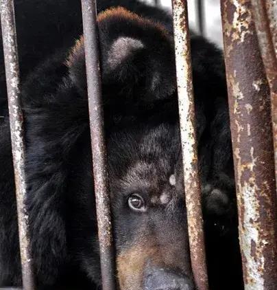 "活熊取胆"惨无人道,为何我国仍然允许从活熊体内取胆汁?