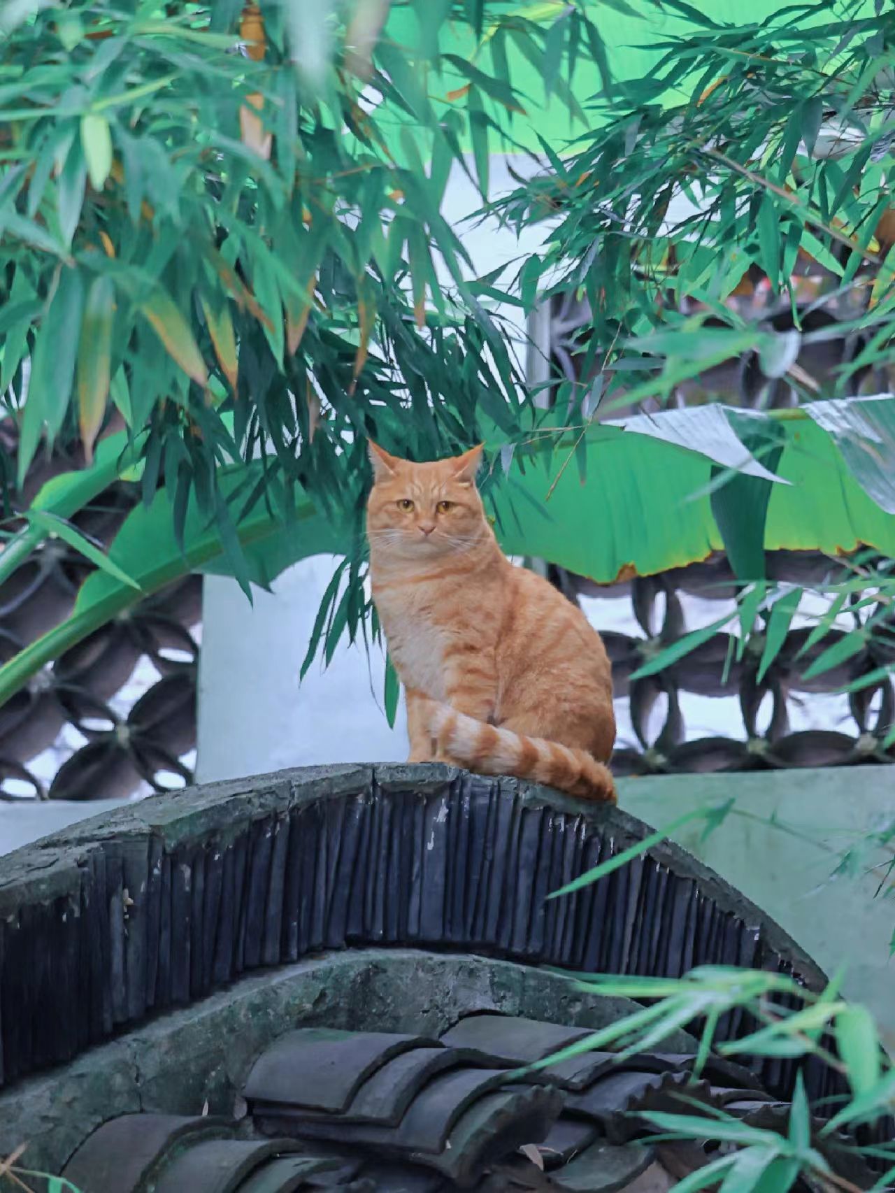 庭院深处,猫咪浅行