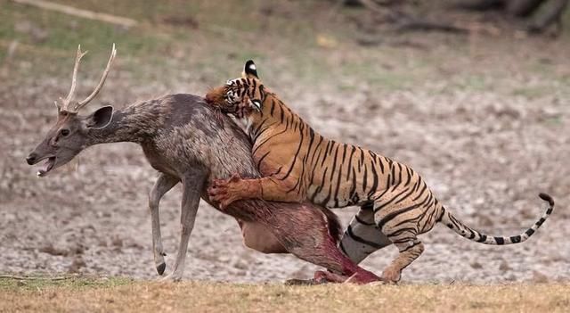 為什麼食肉動物選擇捕獵食草動物,而不是其他食肉動物?