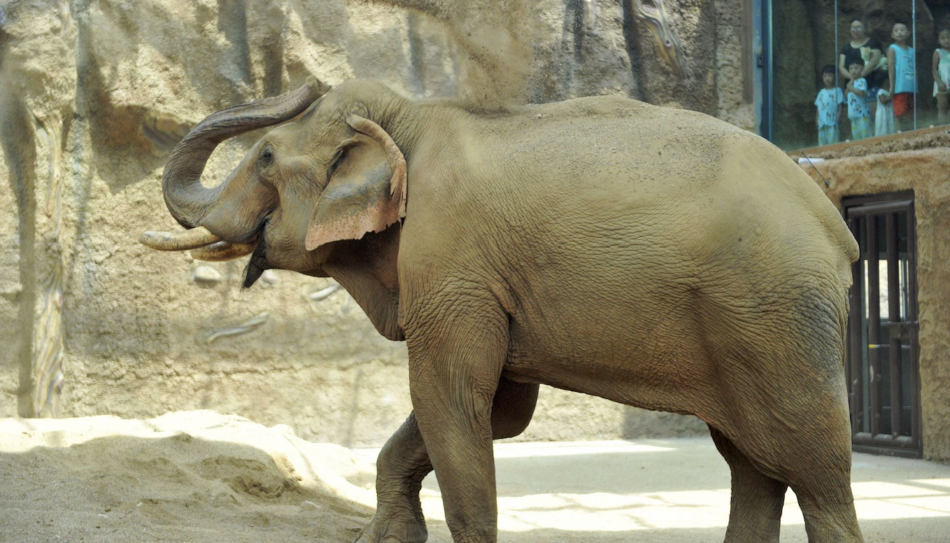 中国人与大象间的三千年搏斗:从云南野象罕见北迁说起
