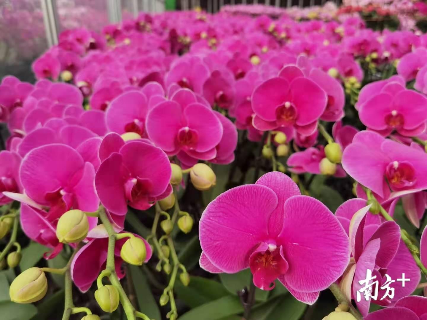 春暖花开 南海遇见丨南海多个商会到田间团购年花