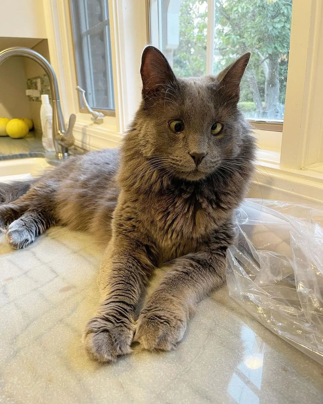 好潦草的一只对眼喵,这只喵界清流竟也能靠颜值杀出属于自己的网红路!