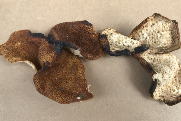 为什么新会陈皮边缘有黑边?