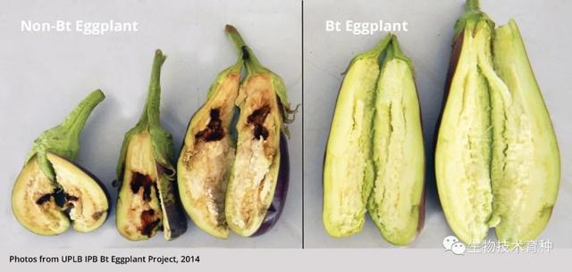 转基因茄子真实图片图片
