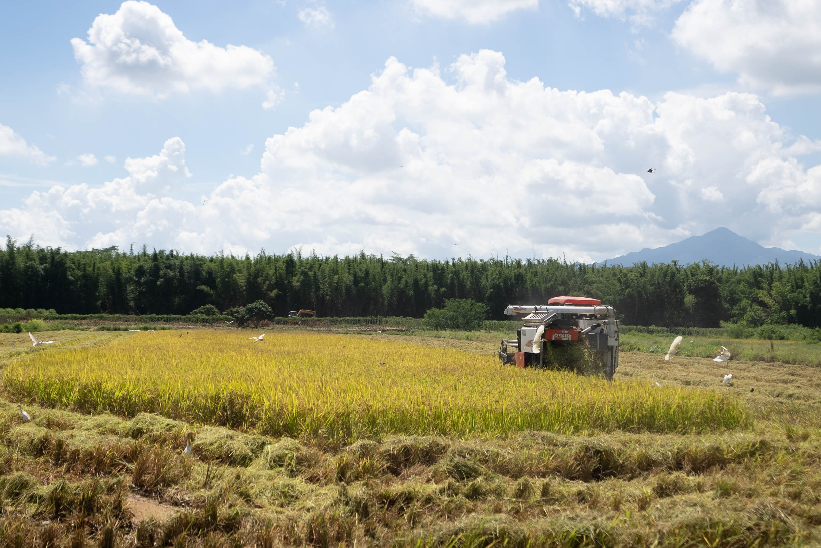 止减回增逾3000亩,惠州牢牢守住耕地保护红线