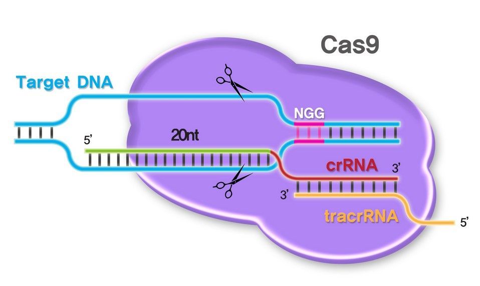 基因编辑技术crispr