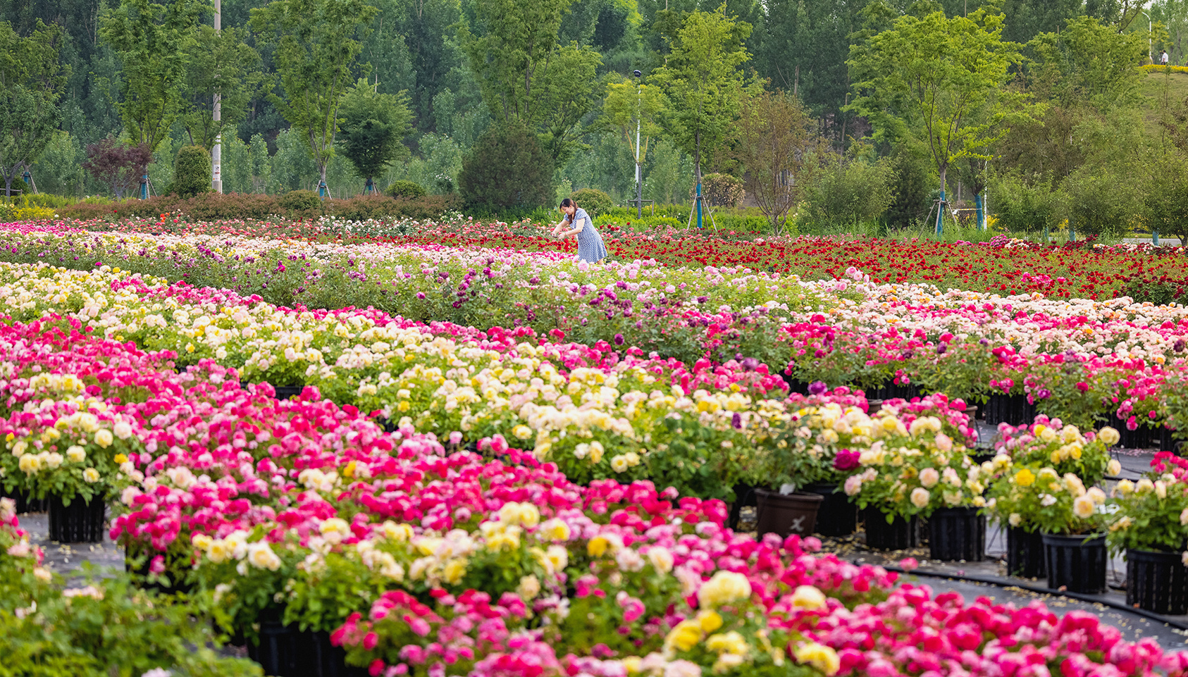 山东好景|赛石玫瑰园花海澎湃