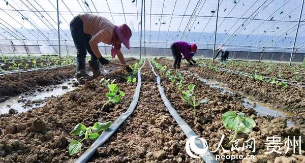 七星關區朱昌鎮:產供銷一體化助農業增效農民增收