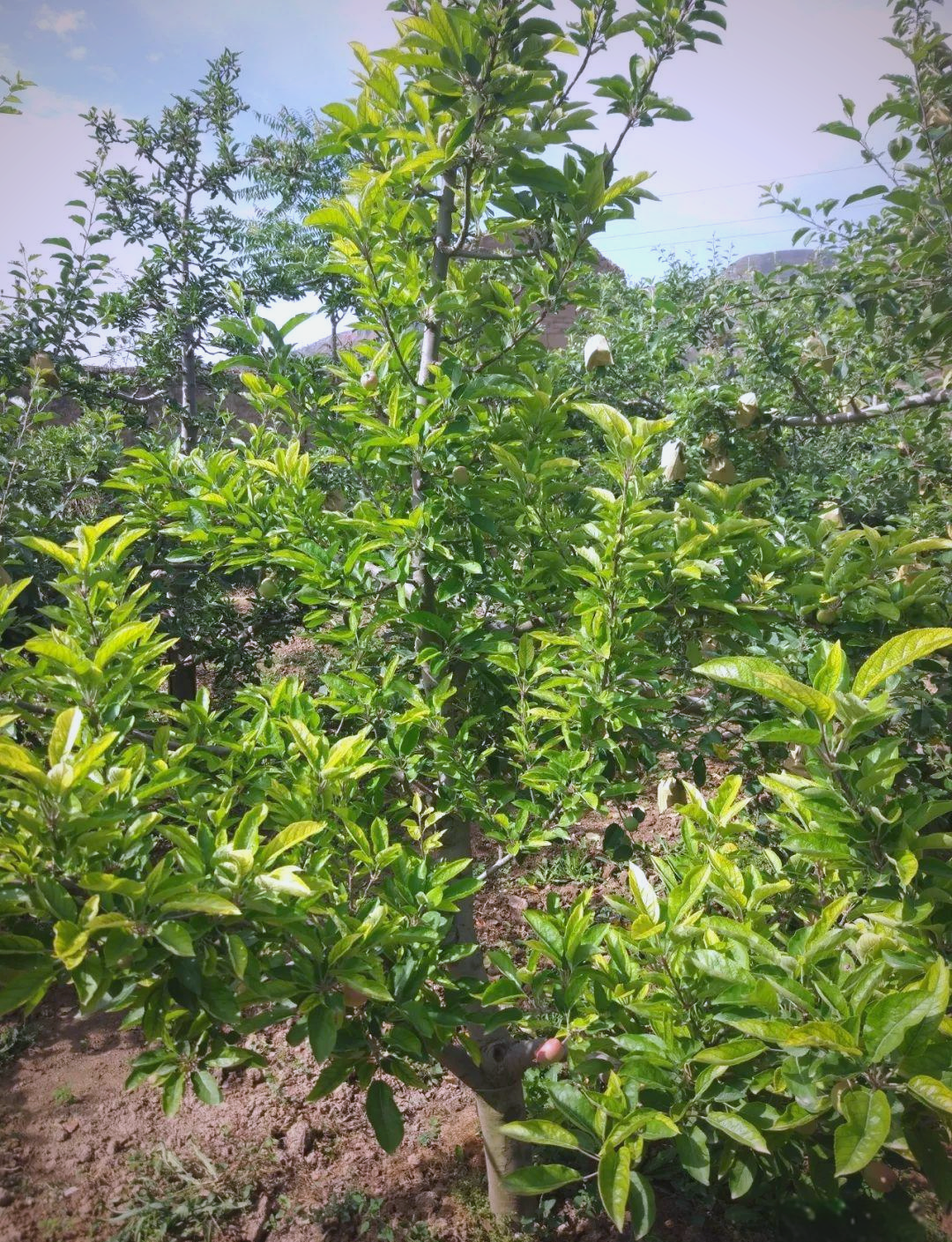 苹果和樱桃缺铁黄化病的防治策略与方法