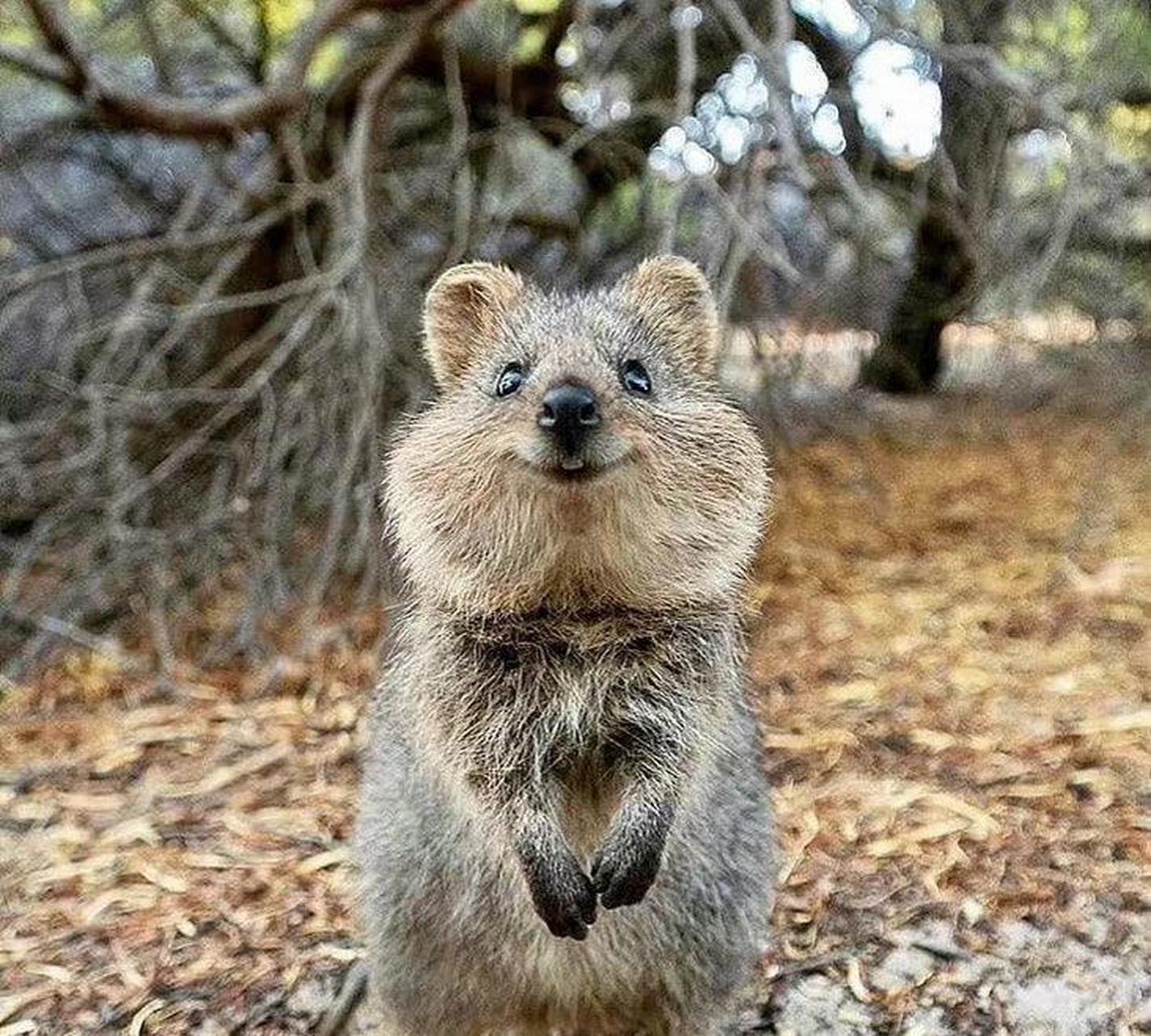动物微笑的样子,哈哈哈太治愈了.