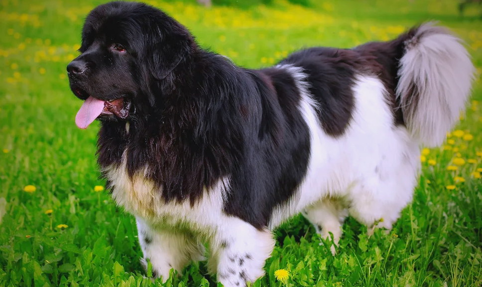 纽芬兰犬:一种具有多种美德的大型犬种