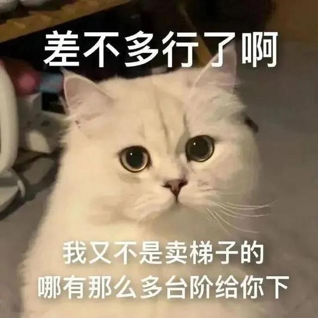 表情包:差不多行了啊,我又不是賣梯子的,哪有那麼多臺階給你下