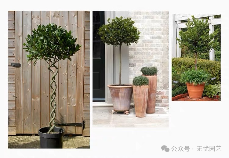 诗人的桂冠独特的香料植物—地中海月桂