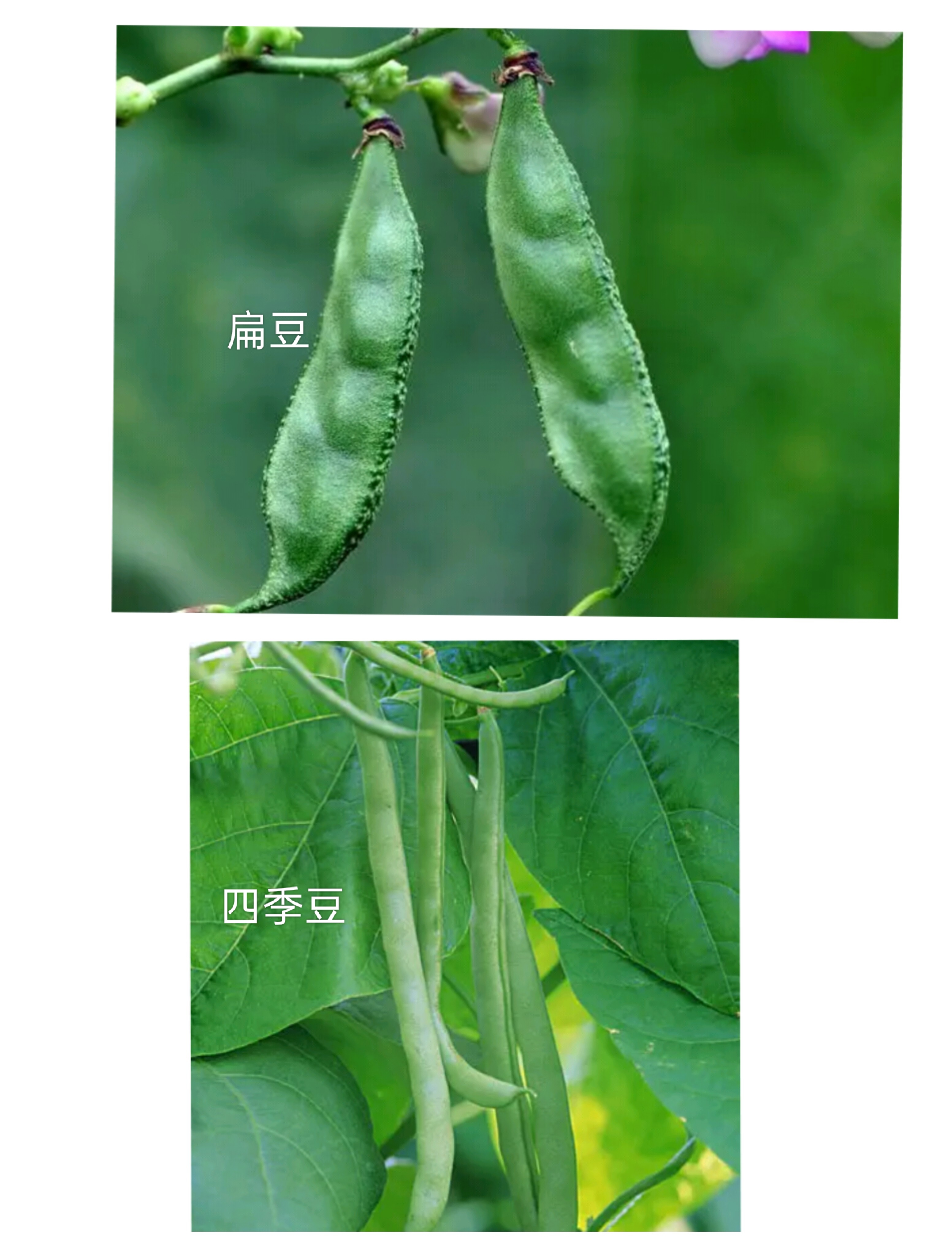 扁豆和四季豆的区别