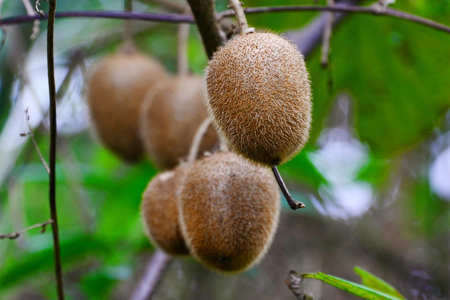 双溪"半边山"发现野生猕猴桃
