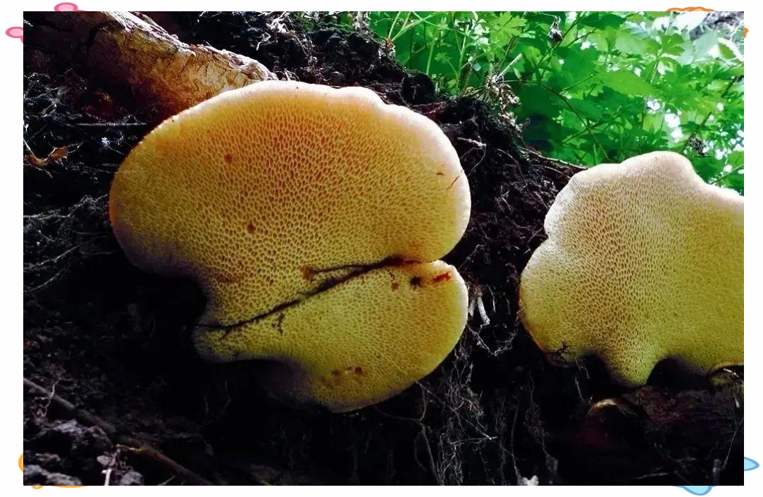 虎掌菌与宽鳞大孔菌:相似外观下的生态与特征差异