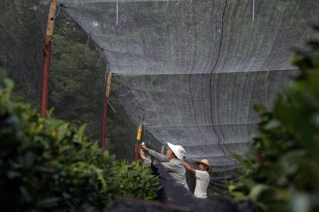 入伏即高温 张网护茶树
