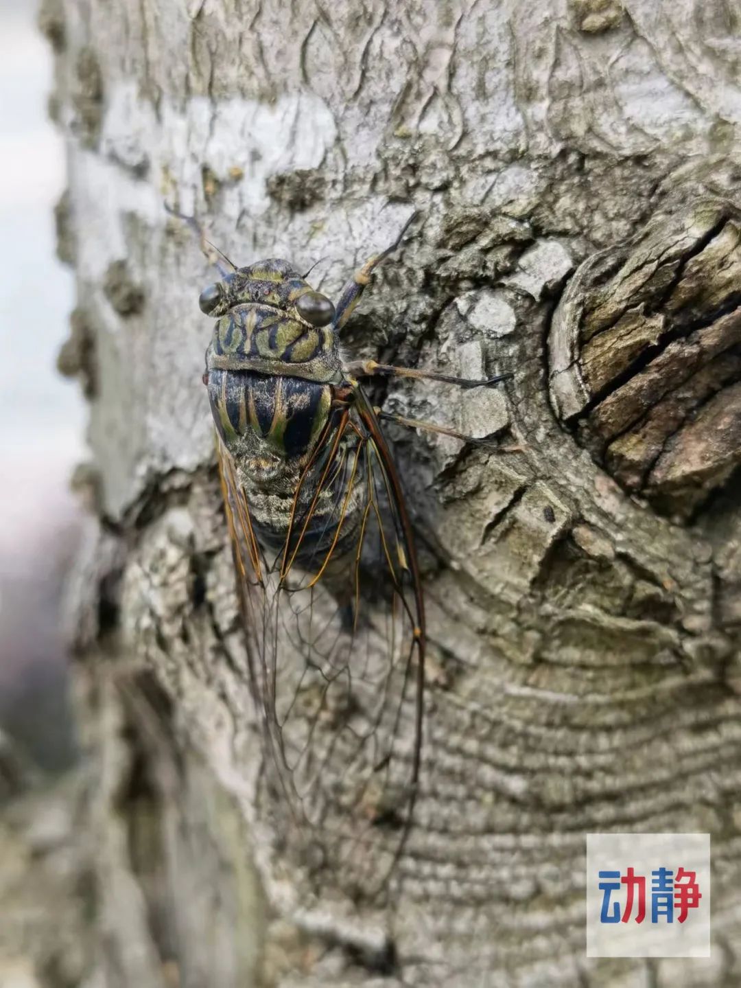 从外观上看,雌雄蝉可以一目了然.
